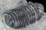 Adrisiops Weugi Trilobite - New Phacopid Species #104961-5